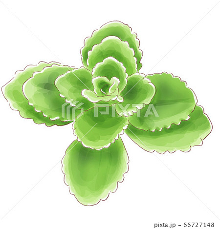 aromaticus_watercolor 66727148