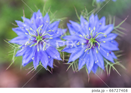 クロタネソウの花2輪 66727408