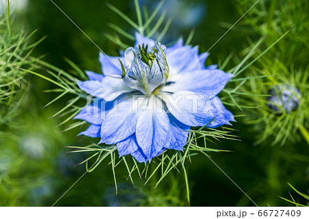 クロタネソウの花1輪 66727409