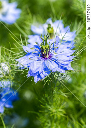 クロタネソウの花 66727410