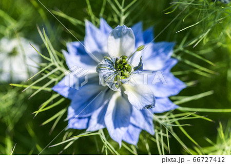 クロタネソウの花1輪 66727412
