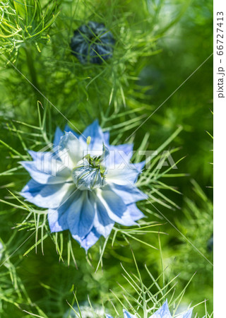 クロタネソウの花1輪 クロタネソウの花1輪 66727413