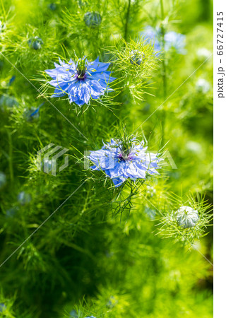 クロタネソウの花と蕾 クロタネソウの花と蕾 66727415