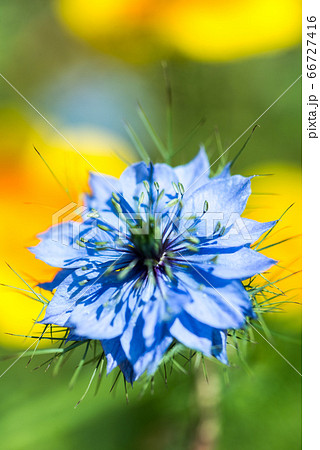 クロタネソウの花1輪 クロタネソウの花1輪 66727416