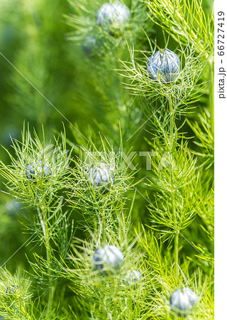 クロタネソウの蕾と葉 66727419