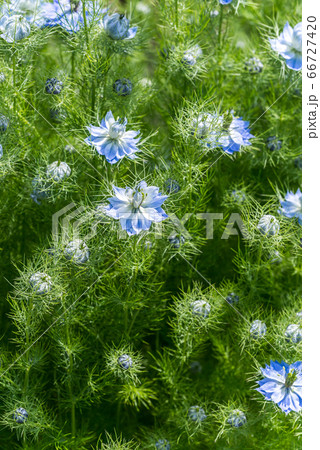 クロタネソウ クロタネソウ 66727420