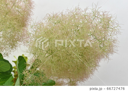 スモークツリーの切り花の写真素材