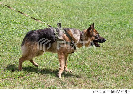 German shepherd dog puppy on a green grass. German shepherd dog puppy on a green grass. 66727492