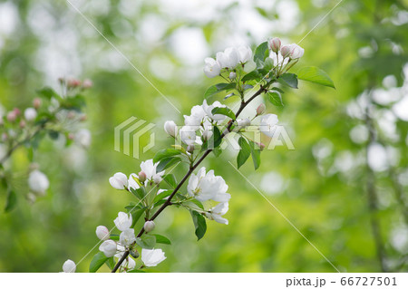 Blooming branch of apple tree in the spring garden Blooming branch of apple tree in the spring garden 66727501