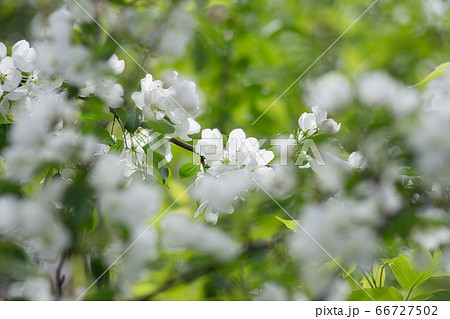 Beautiful white flowers on apple tree. Beautiful white flowers on apple tree. 66727502