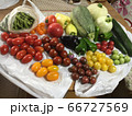 家庭菜園の夏野菜 66727569
