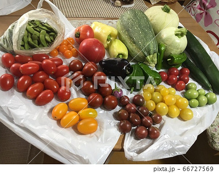 家庭菜園の夏野菜 66727569