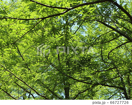 神戸　西区　公園　西神中央公園　　樹木　花　他 66727726