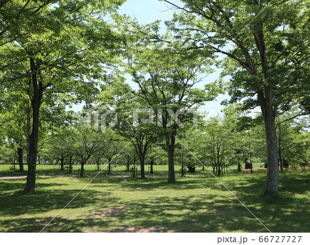神戸 西区 公園 西神中央公園 樹木 花 他 神戸 西区 公園 西神中央公園 樹木 花 他 66727727