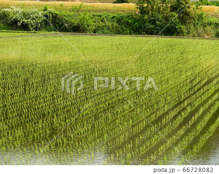 田植えを終えた水田風景 田植えを終えた水田風景 66728082