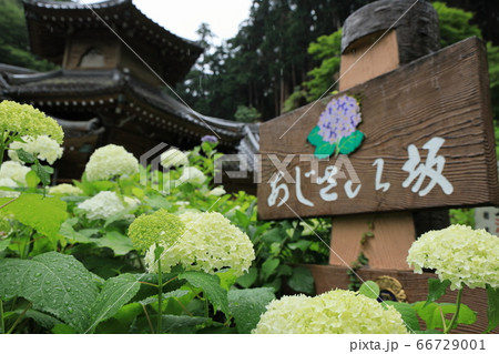 栃木市太平山神社表参道のあじさい坂 66729001