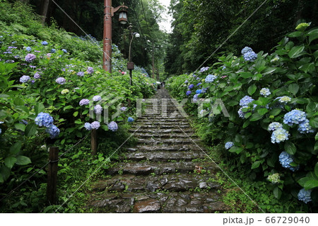 栃木市太平山神社表参道のあじさい坂の写真素材