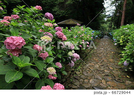 栃木市太平山神社表参道のあじさい坂 66729044