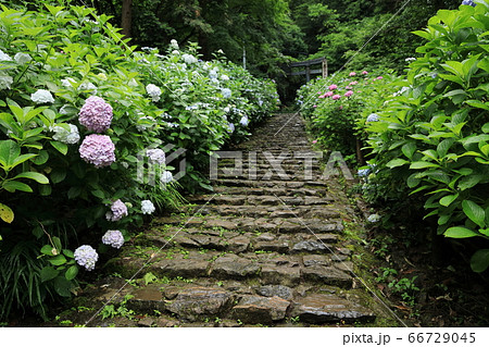 栃木市太平山神社表参道のあじさい坂 栃木市太平山神社表参道のあじさい坂 66729045