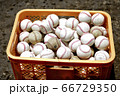 野球硬式ボール 66729350