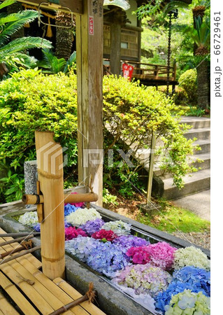 千葉県 あじさいの花手水 真野大黒 南房総市の写真素材