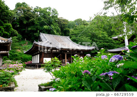 紫陽花の花が咲く長保寺本堂 66729559