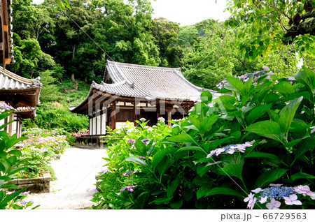 紫陽花の花が咲く長保寺本堂 紫陽花の花が咲く長保寺本堂 66729563