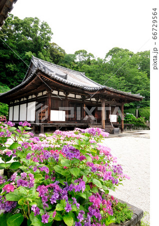 紫陽花の花が咲く長保寺本堂 紫陽花の花が咲く長保寺本堂 66729564