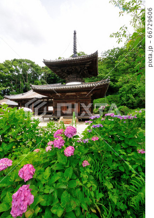 紫陽花の花が咲く長保寺(多宝塔) 66729606