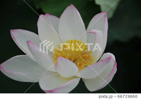 蓮の花 66729660