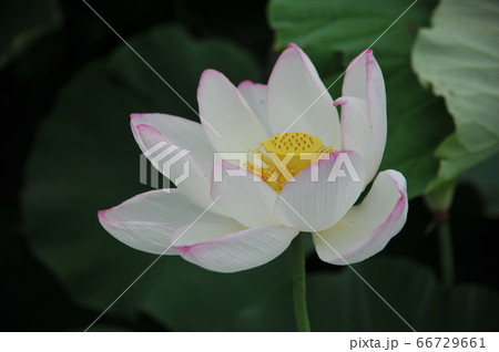蓮の花 蓮の花 66729661