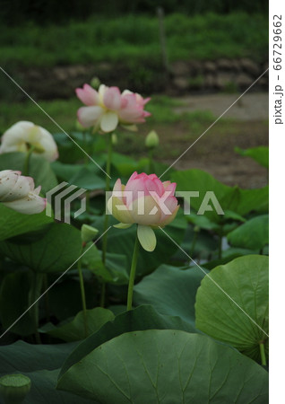 蓮の花 66729662