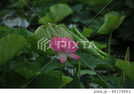 蓮の花 蓮の花 66729663