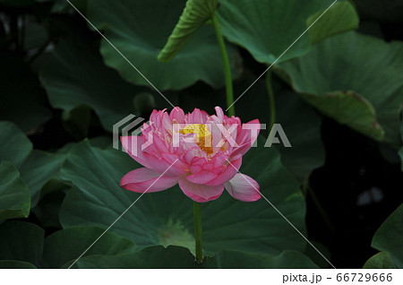 蓮の花 蓮の花 66729666