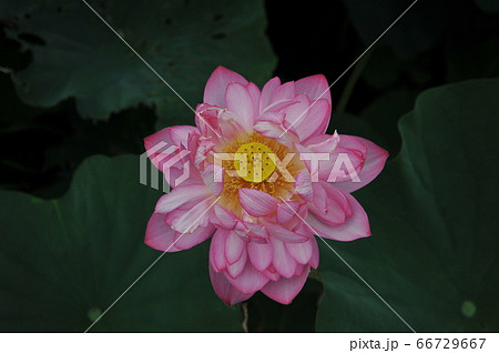 蓮の花 蓮の花 66729667
