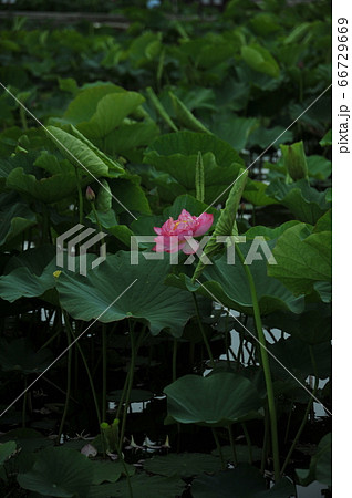 蓮の花 66729669