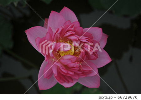 蓮の花 蓮の花 66729670