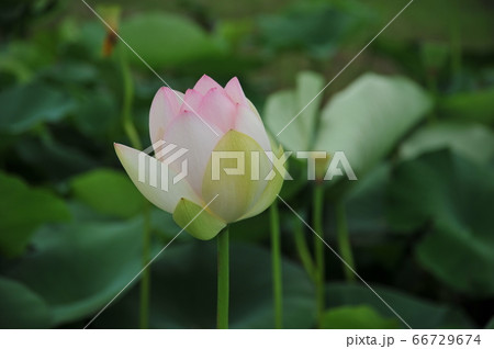 蓮の花 蓮の花 66729674