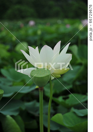 蓮の花 蓮の花 66729676
