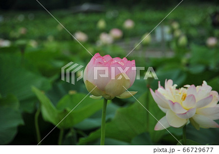 蓮の花 蓮の花 66729677