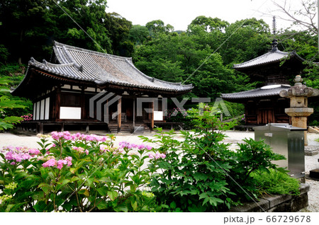 紫陽花の花が咲く長保寺本堂(左)と多宝塔(右) 紫陽花の花が咲く長保寺本堂(左)と多宝塔(右) 66729678