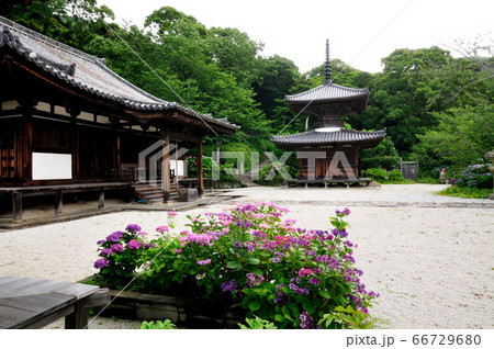 紫陽花の花が咲く長保寺本堂(左)と多宝塔(右) 紫陽花の花が咲く長保寺本堂(左)と多宝塔(右) 66729680