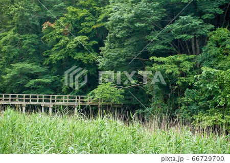 千葉県 崩れかけた木の橋 長崎キャンプ場 君津市の写真素材