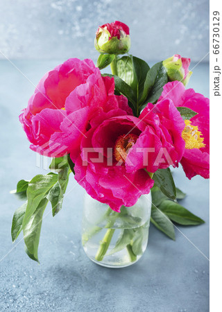 Peony Madame Butterfly Peony Madame Butterfly 66730129