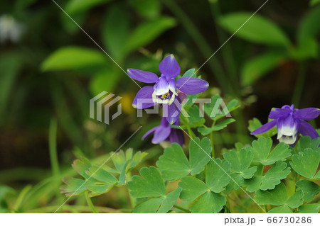 オダマキ咲く 66730286