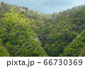 新緑の奥多摩 66730369