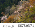 新緑の奥多摩 66730371