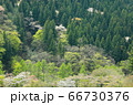 新緑の奥多摩 66730376