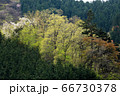 新緑の奥多摩 66730378