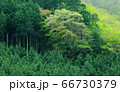 新緑の奥多摩 66730379